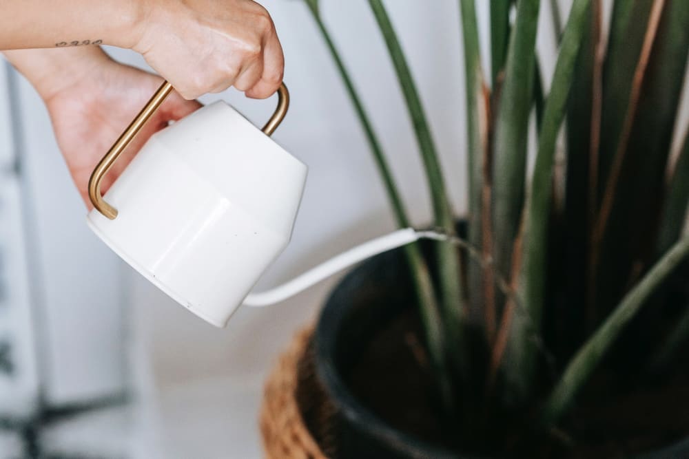 Close-up of person watering the base of a plant with a cream watering can